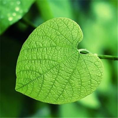 加拿大pc入口下载手机版